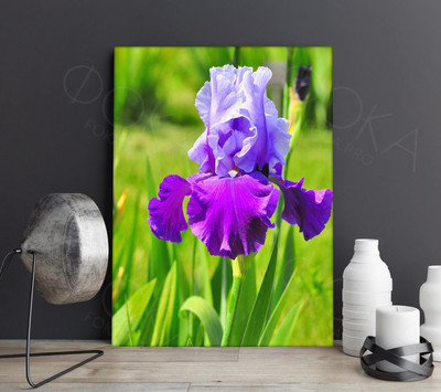 Фотография на холсте 40х50см «Ирис» — фото