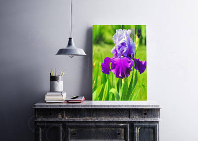 Фотография на холсте 40х50см «Ирис» — фото