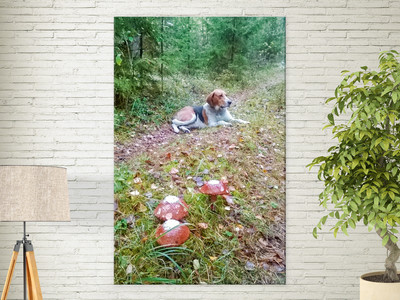 Фотокартина на холсте 30х50см «Собака и три гриба» — фото