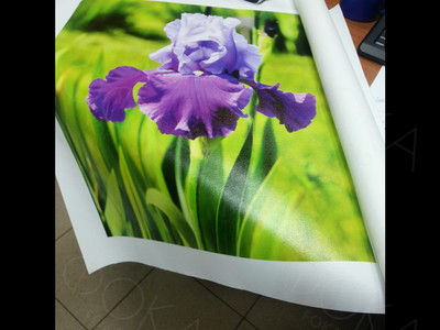 Фотография на холсте 40х50см «Ирис» — фото