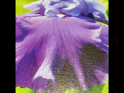 Фотография на холсте 40х50см «Ирис» — фото