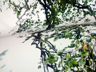 Фотокартина на холсте 50х80см «Молодожены в березовой роще» — фото