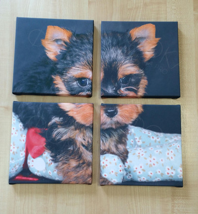 Модульная картина на холсте 40х40см «Собака с шаром» — фото