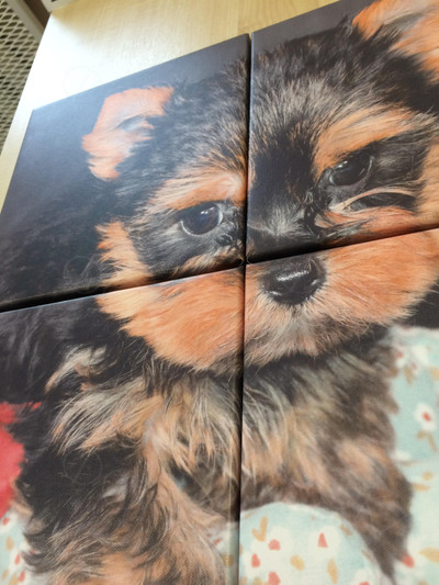 Модульная картина на холсте 40х40см «Собака с шаром» — фото