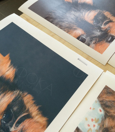 Модульная картина на холсте 40х40см «Собака с шаром» — фото