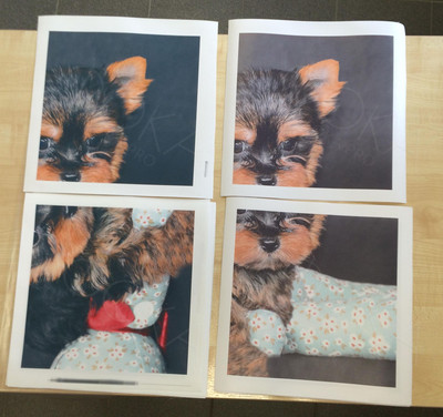 Модульная картина на холсте 40х40см «Собака с шаром» — фото