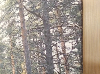 Фотокартина на холсте 60х40см «Прогулка в сосновом лесу» — фото