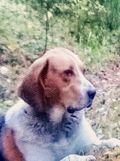 Фотокартина на холсте 30х50см «Собака и три гриба» — фото